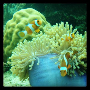 anemon lengkap dengan clown fish!