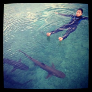 berenang bersama hiu