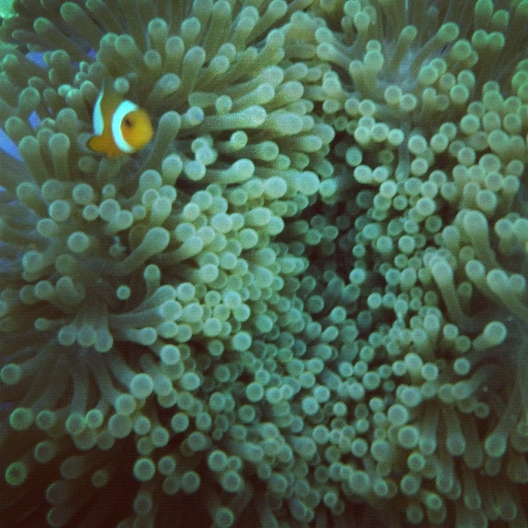 Menyelam di Karimunjawa
