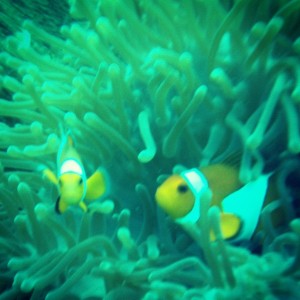 ikan badut