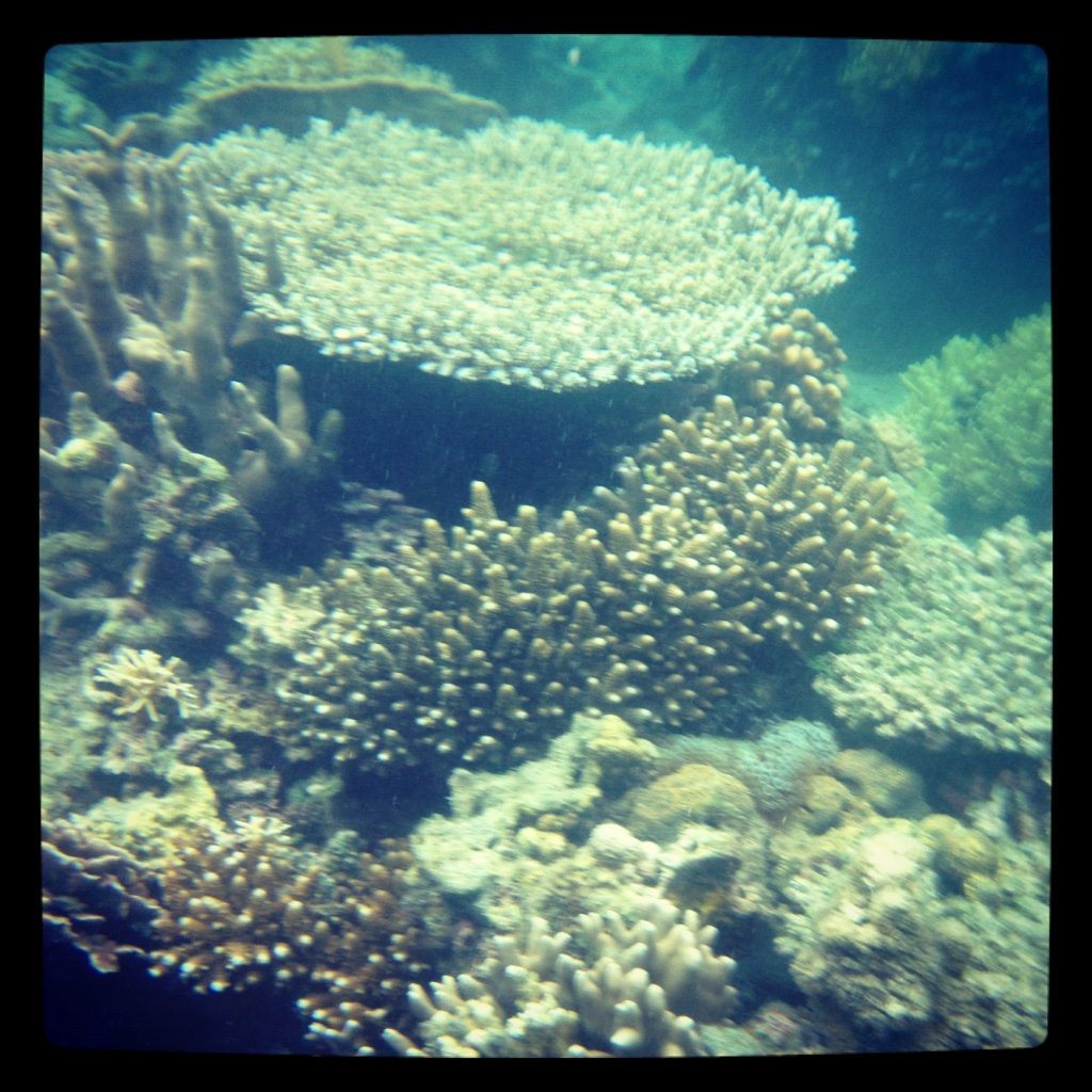 Menyelam di Papa Theo