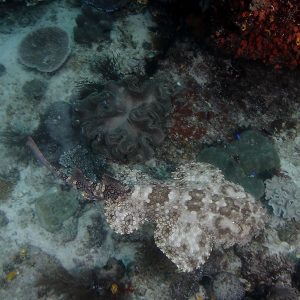 Wobbegong