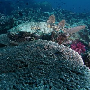 Wobbegong berenang di atas karang