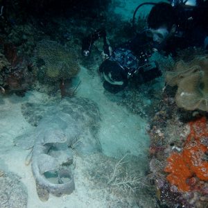 memotret wobbegong