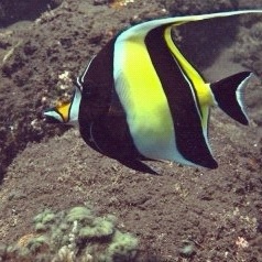 ikan moorish idol