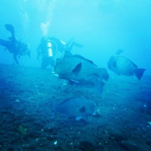 Bumphead Parrotfish di sekitar buritan USAT Liberty. Foto koleksi pribadi.