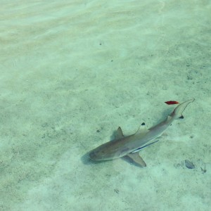 hiu black tip di pantai Wayag