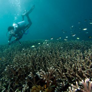 hard coral yang sehat hard coral yang sehat