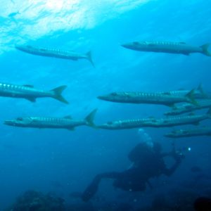 school of barracuda school of barracuda