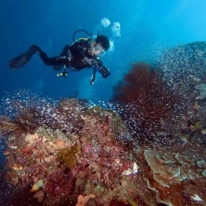 karang dipenuhi glass-fish karang dipenuhi glass-fish