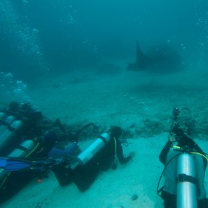 berbaris melihat manta menari berbaris melihat manta menari