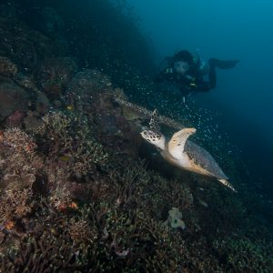penyu hijau melintas penyu hijau melintas