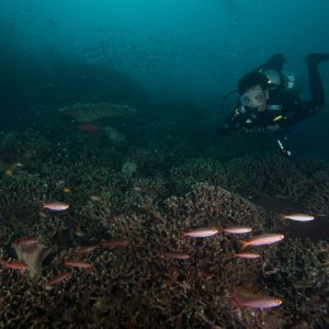 rombongan ikan di hard coral rombongan ikan di hard coral