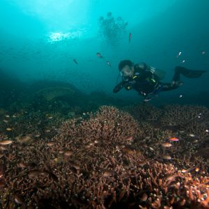 hard coral yang sehat hard coral yang sehat