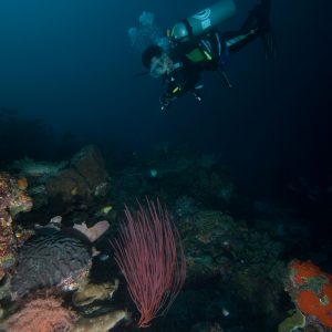 terumbu karang yang sehat