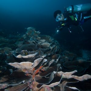 karang mawar tumbuh sehat