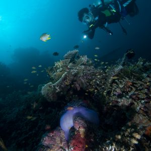 anemon terbungkus anemon terbungkus