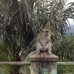 monyet di pos pengamatan Taman Panorama monyet di pos pengamatan Taman Panorama