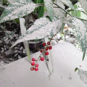 buah di antara abu Kelud buah di antara abu Kelud