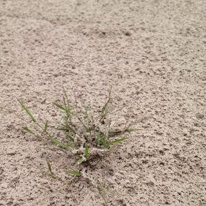 rumput tertutup abu Kelud rumput tertutup abu Kelud