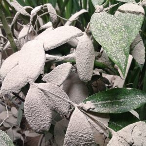 daun tertutup abu Kelud daun tertutup abu Kelud