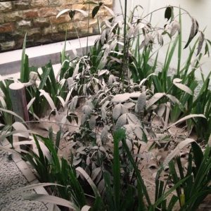 taman tertutup abu Kelud taman tertutup abu Kelud