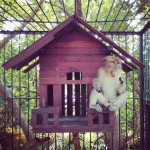 monyet di TWA Angke Kapuk monyet di TWA Angke Kapuk