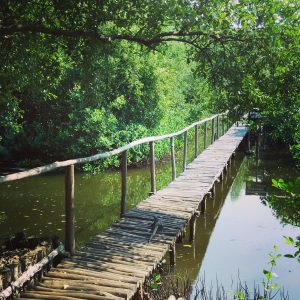 jembatan kayu area penanaman mangrove jembatan kayu area penanaman mangrove