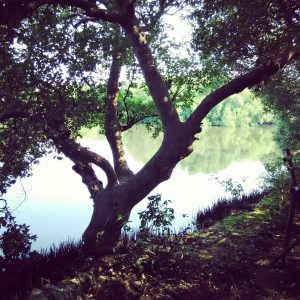 pohon di tepi danau pohon di tepi danau