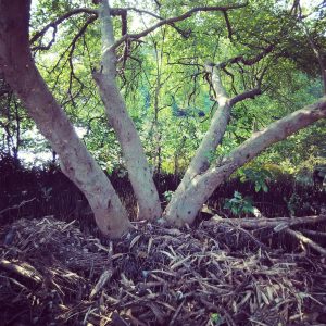pohon di pinggir danau pohon di pinggir danau