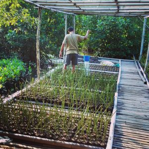 pembibitan bakau pembibitan bakau