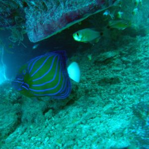 blue ring angel fish