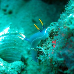 nudibranch