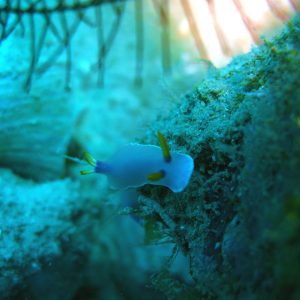 nudibranch