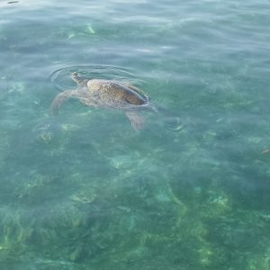 penyu hijau menyembul penyu hijau menyembul