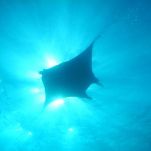 manta ray manta ray