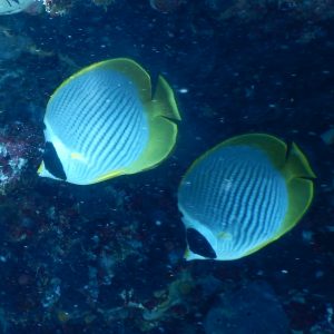 butterfly fish butterfly fish