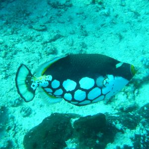 triggerfish triggerfish