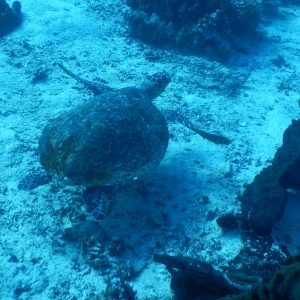 penyu hijau penyu hijau