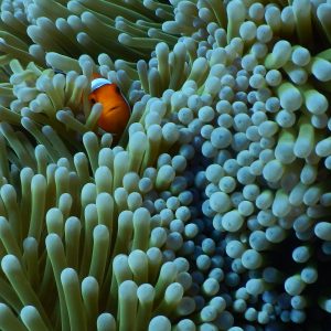 ikan nemo bersembunyi ikan nemo bersembunyi