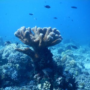 sebuah karang sebuah karang