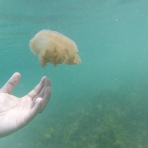 ubur-ubur tak bersengat di Danau Kakaban ubur-ubur tak bersengat di Danau Kakaban