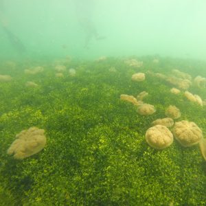 ubur-ubur tak bersengat tidur ubur-ubur tak bersengat tidur