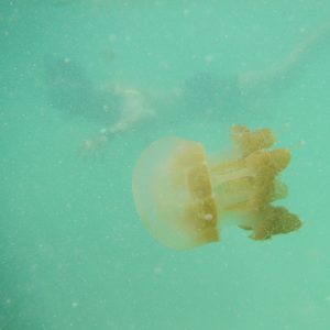 ubur-ubur tak bersengat Danau Kakaban ubur-ubur tak bersengat Danau Kakaban