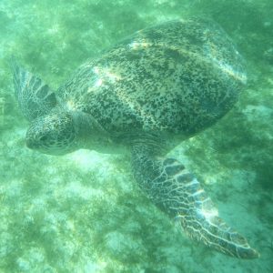 penyu hijau penyu hijau