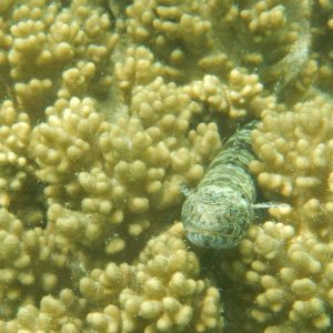 lizard fish lizard fish