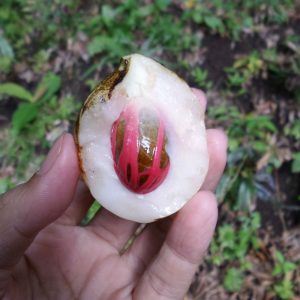 biji buah pala biji buah pala