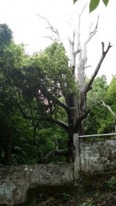 pohon cengkeh Afo generasi kedua pohon cengkeh Afo generasi kedua