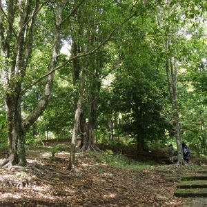 kebun cengkeh kebun cengkeh