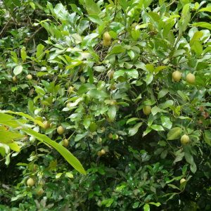 buah pala bergelantungan di pohon buah pala bergelantungan di pohon